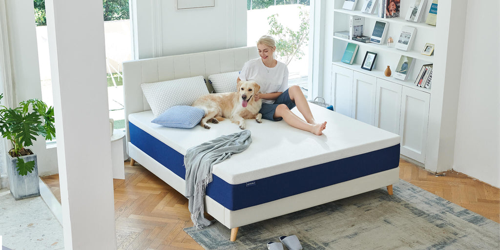 People and pet dog happily playing on Molblly foam mattress